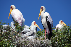 Birdlife on the banks of the Chobe River