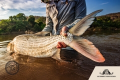 Tigerfish-KNS